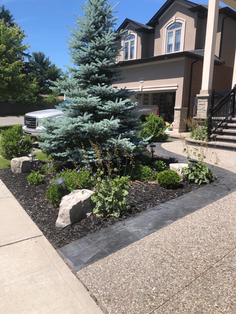 Front yard garden bed with blue spruce, mulch and paver border along an exposed aggregate driveway