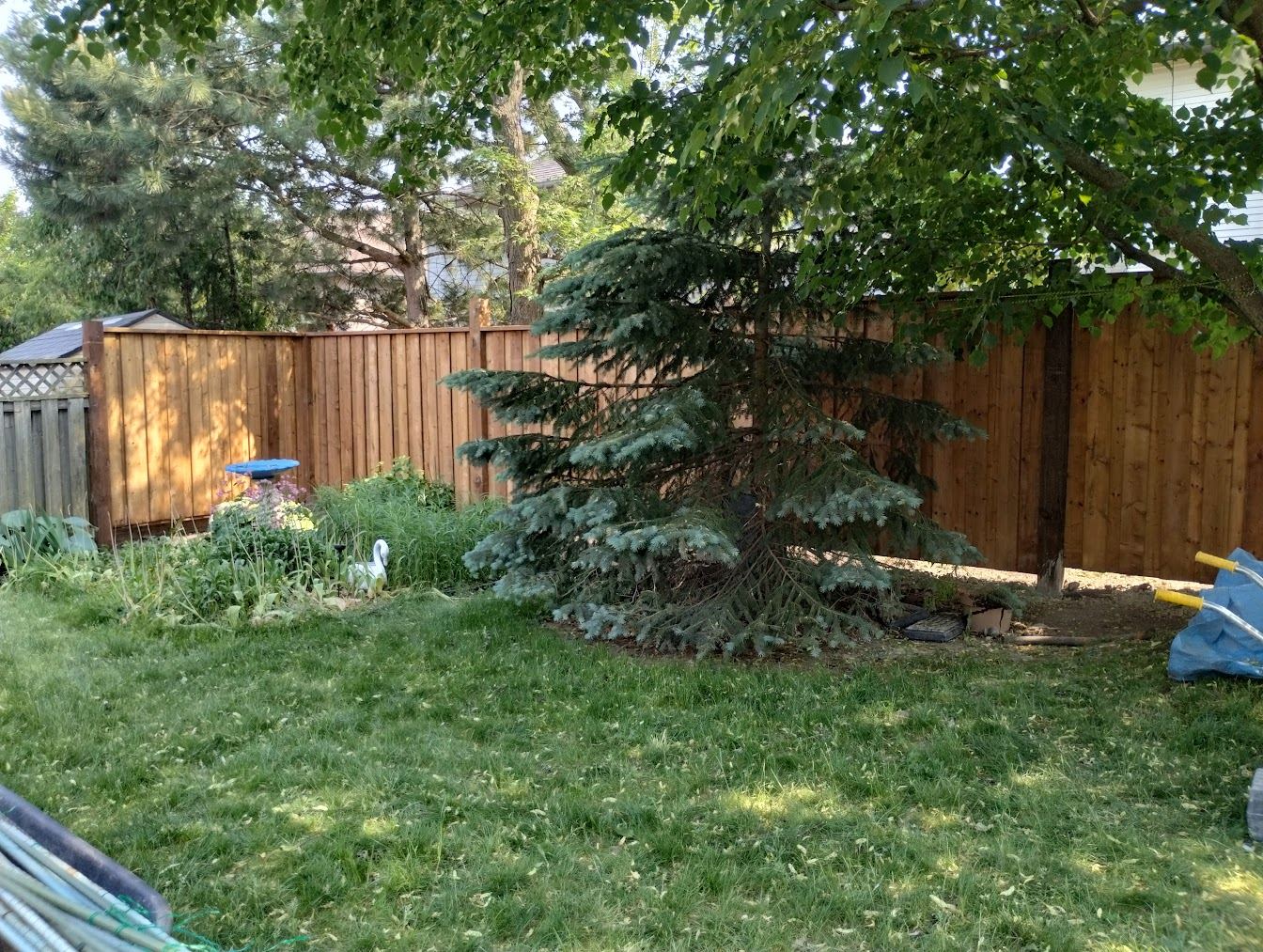 Freshly sodded backyard lawn with cedar fence and mulched garden beds